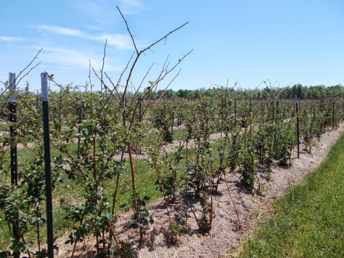 Ежевика натчез куст