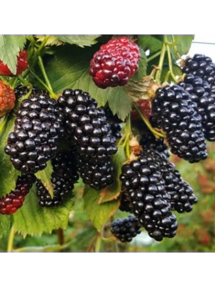 Карака блэк ежевика