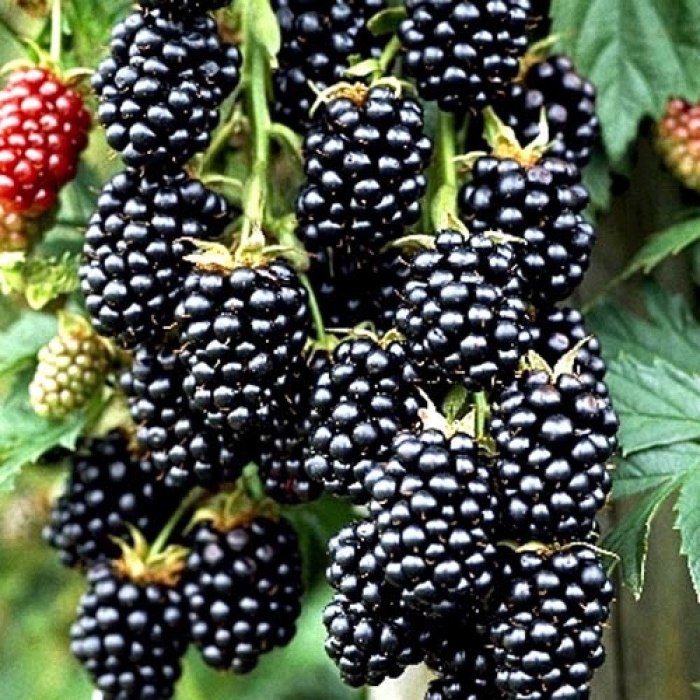 Торнфри ежевика