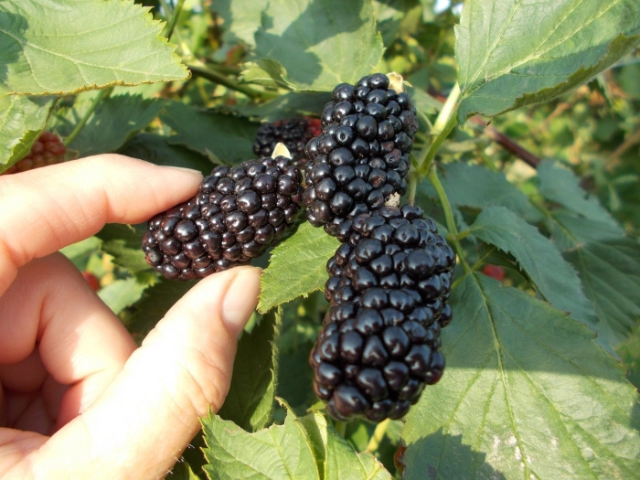 Ежевика без шипов