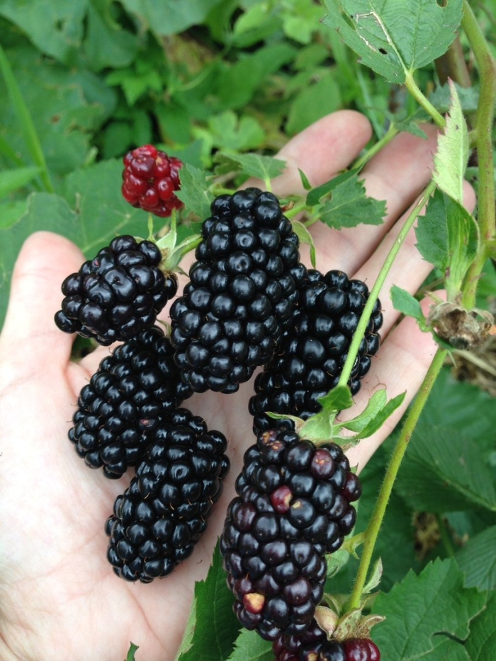 Ежевика прайм арк тревелер