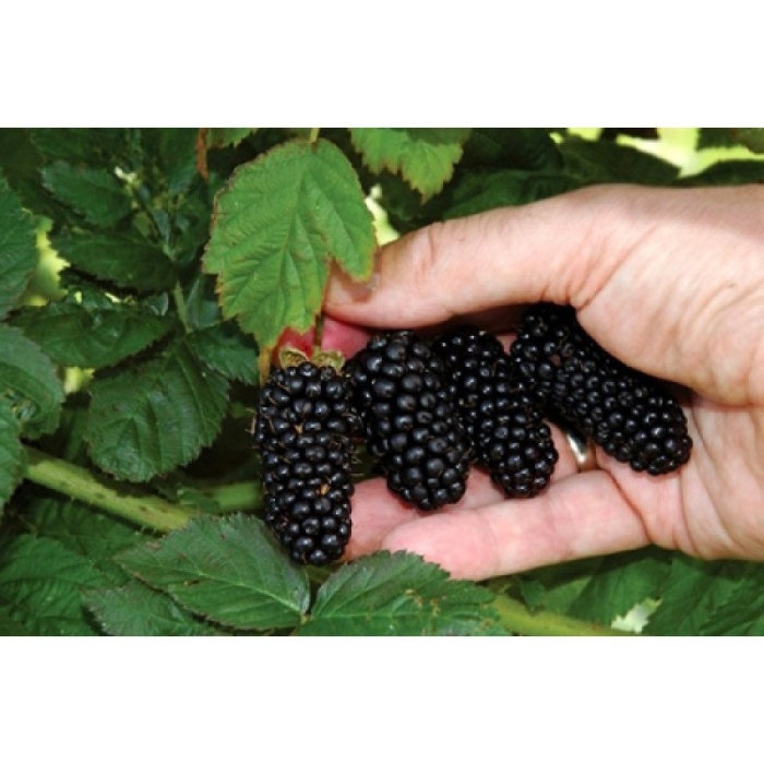 Ежевика лохнесс