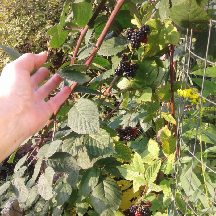 Ежевика бесшипная торнфри