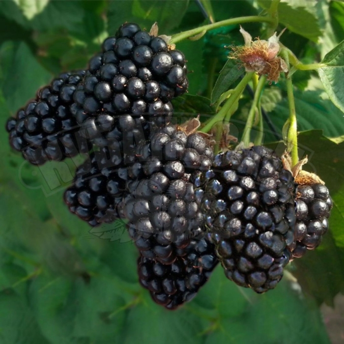 Ежевика блэк сатин куст