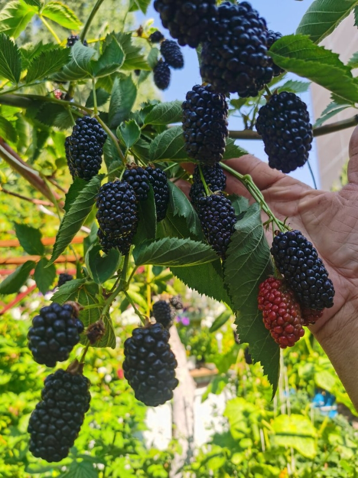 Сорта ежевики