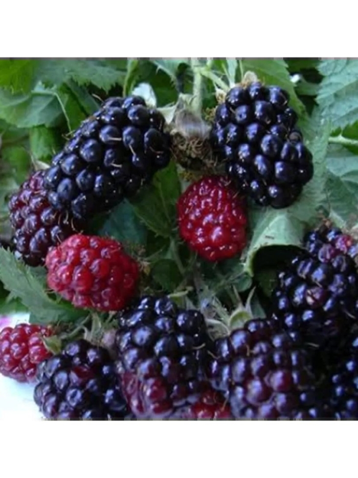 Ежевика бестберри