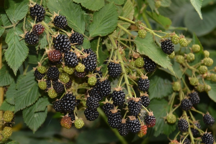 Ежевика полар