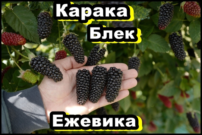 Саженцы ежевики блек джем