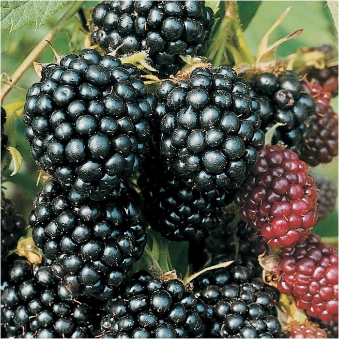 Ежевика торнлесс