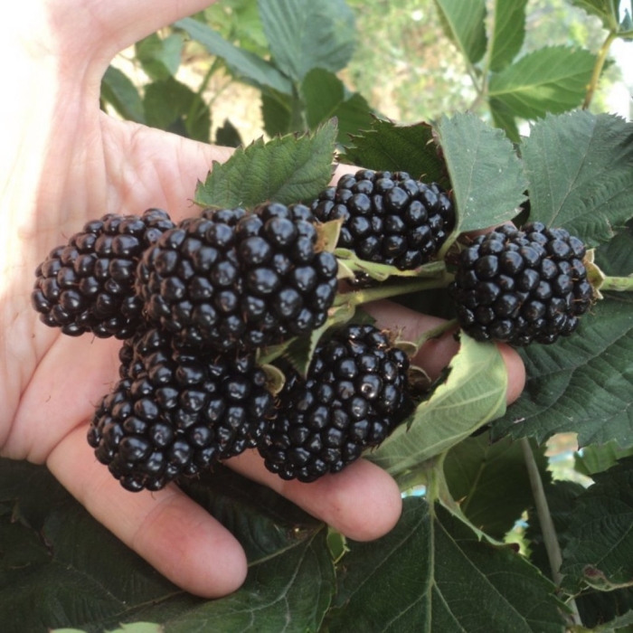 Саженцы ежевика торнфри