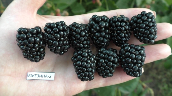 Ежевика бжезина