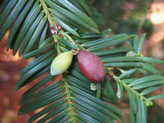Cephalotaxus hainanensis