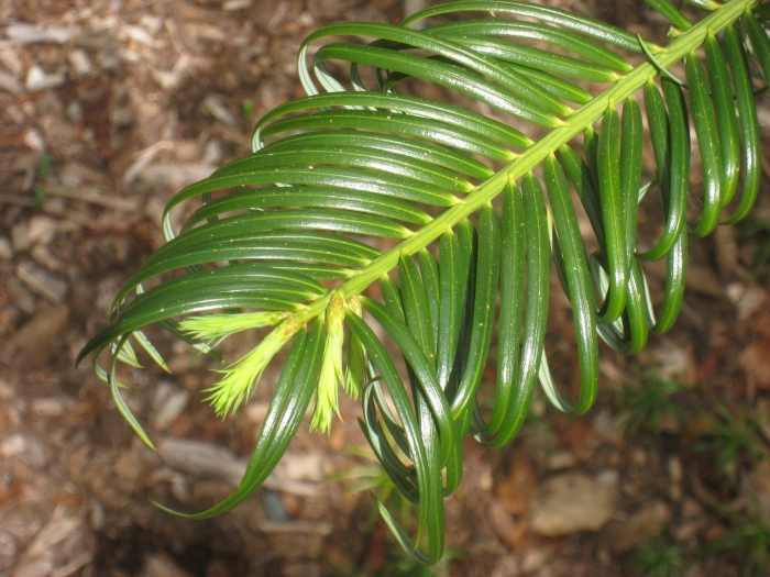 Cephalotaxus drupacea