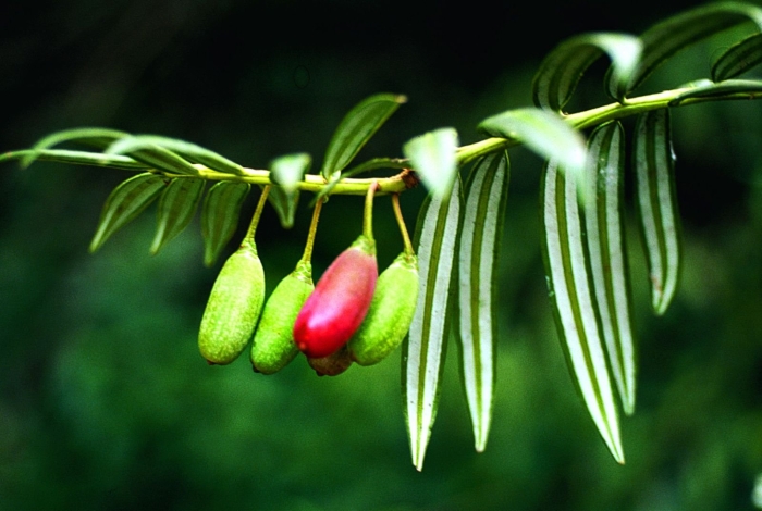 Amentotaxus yunnanensis