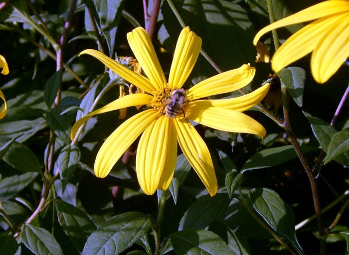 Топинамбур цветок