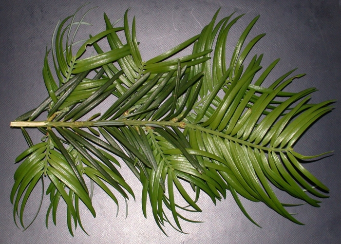 Wollemia nobilis