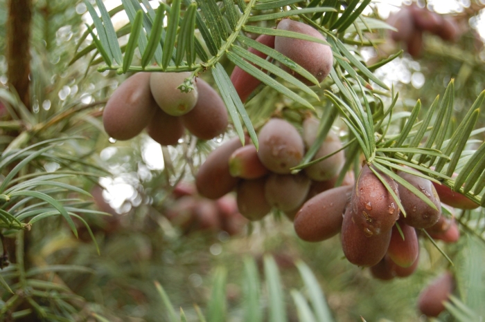 Cephalotaxus fortunei