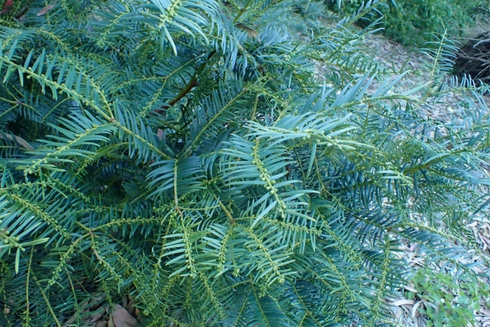 Cephalotaxus mannii