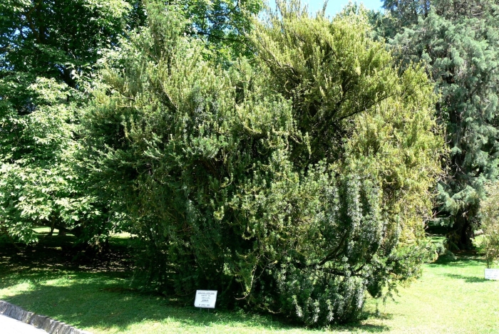 Cephalotaxus lanceolata
