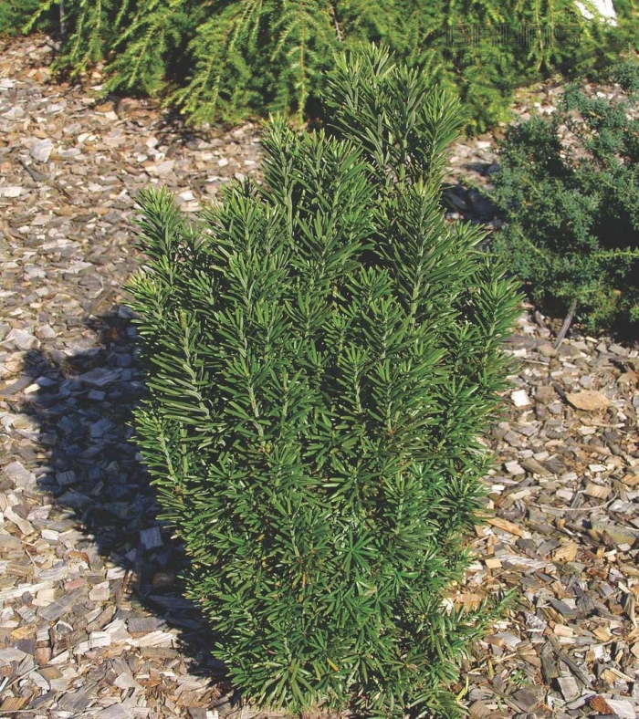 Тис головчатый фастигиата