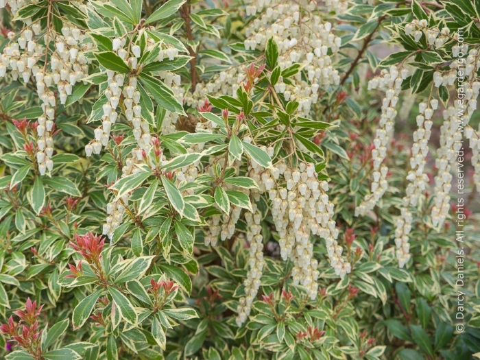Pieris japonica little heath