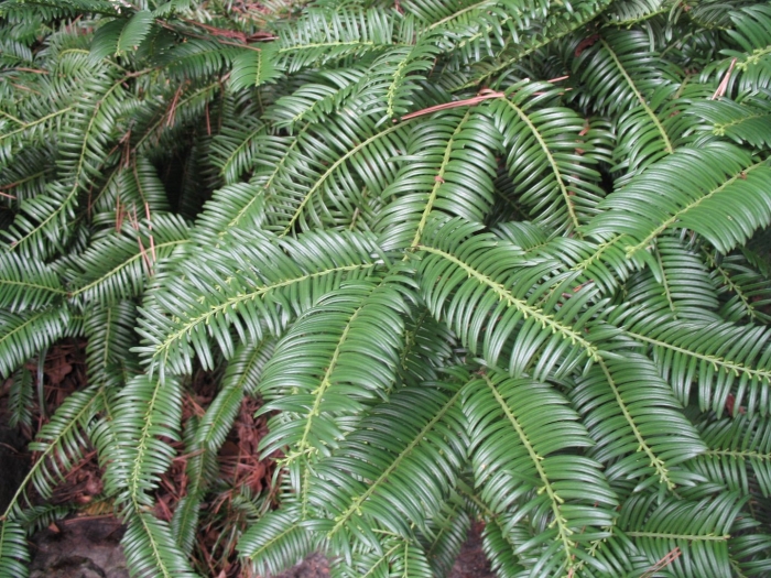 Cephalotaxus harringtonia