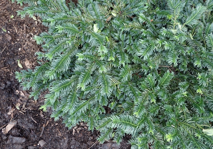 Тис остроконечный taxus cuspidata