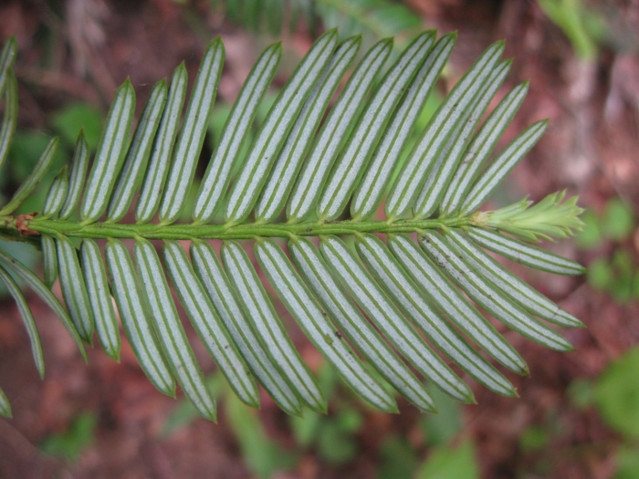 Cephalotaxus harringtonia