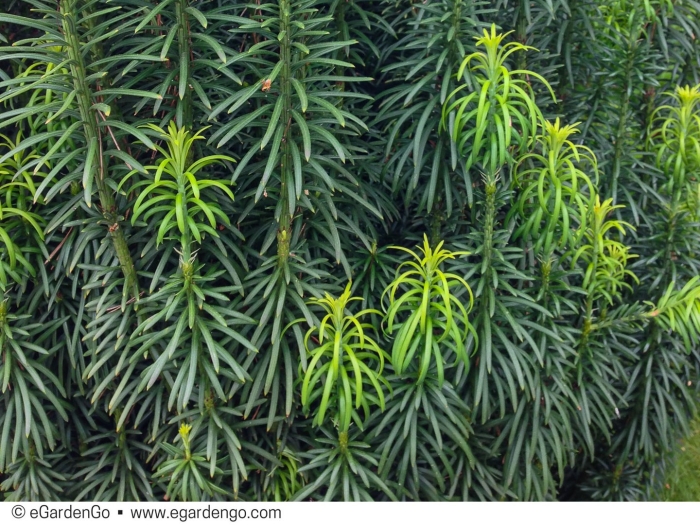 Taxus baccata fastigiata