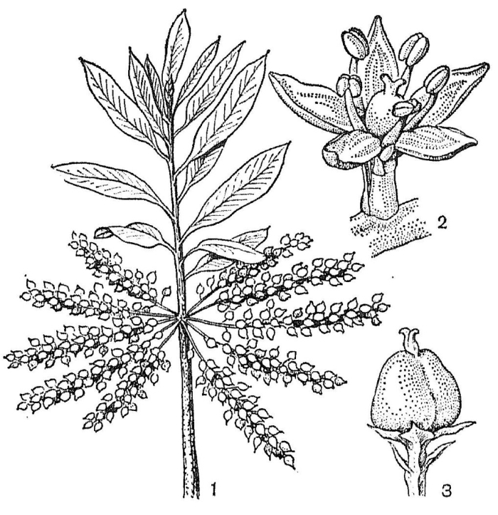 Растения семейства