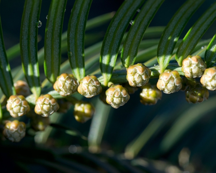 Cephalotaxus хвоя