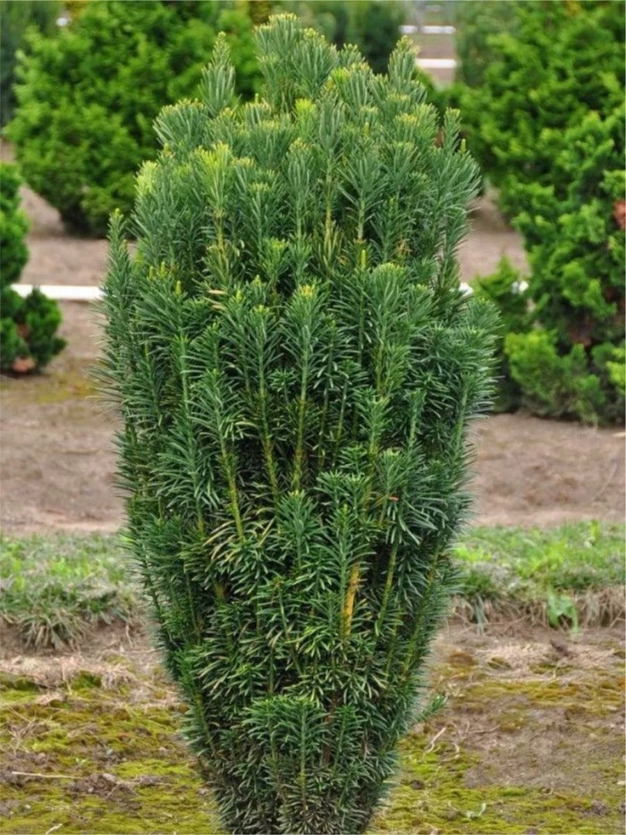 Головчатотисс харрингтона фастигиата