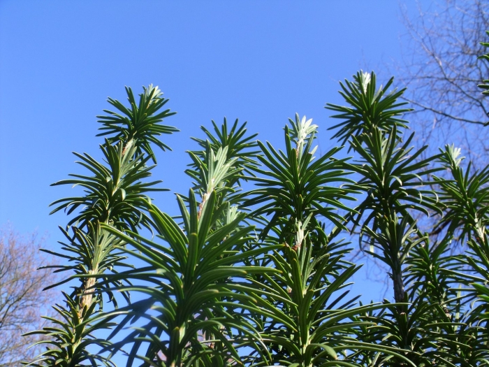 Yucca elephantipes