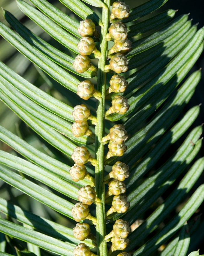 Cephalotaxus koreana