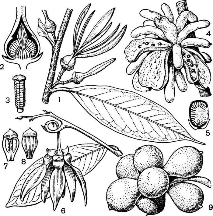 Семейство рутовых растений