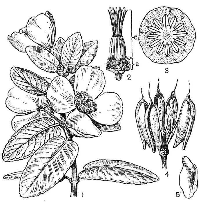 Магнолия крупноцветковая диаграмма цветка