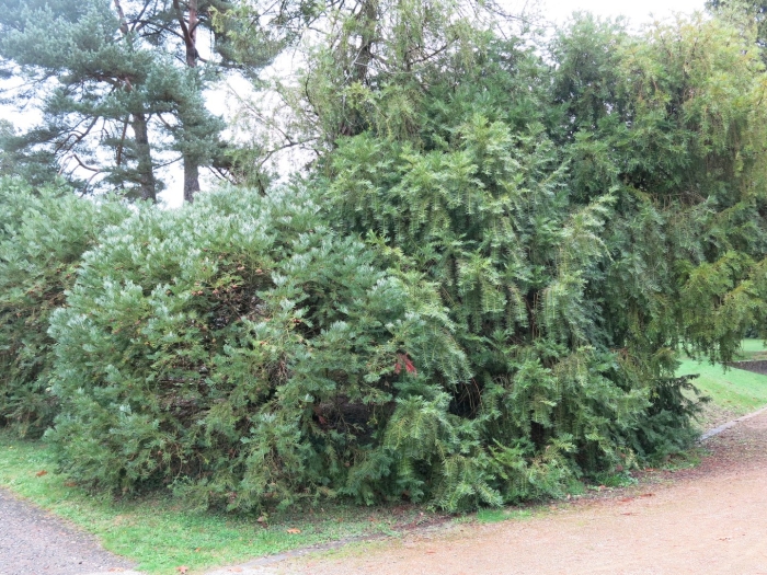 Тис ягодный taxus baccata