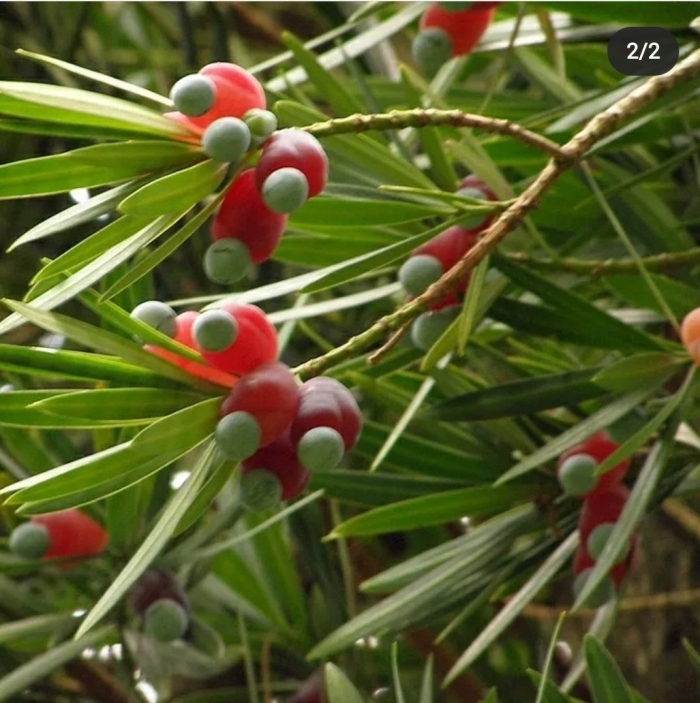 Ногоплодник голиаф