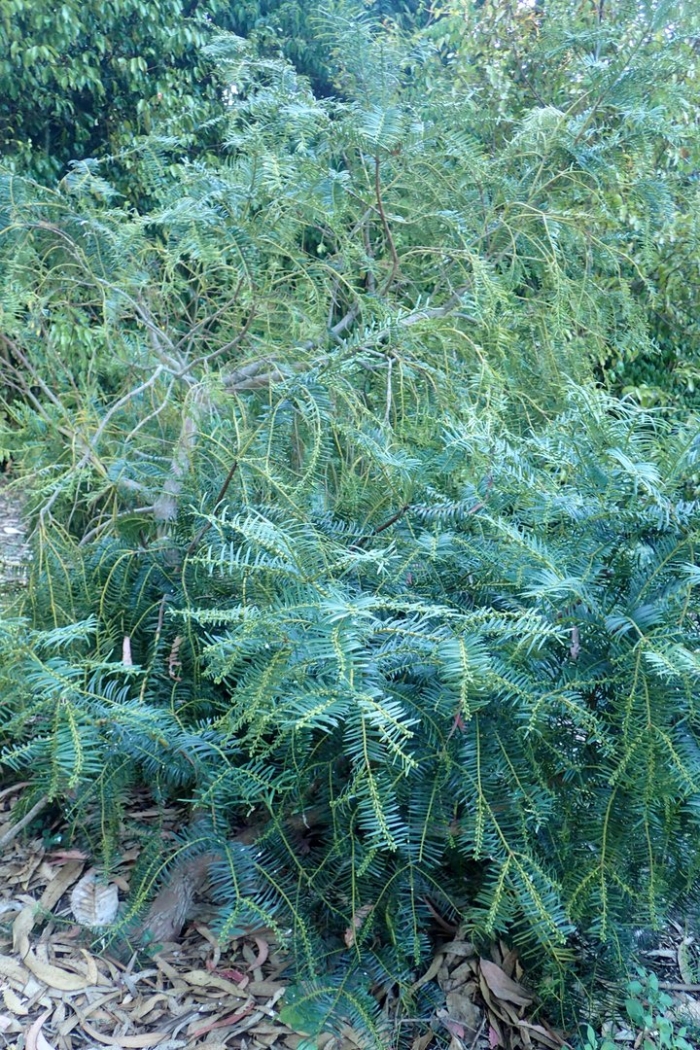 Cephalotaxus mannii