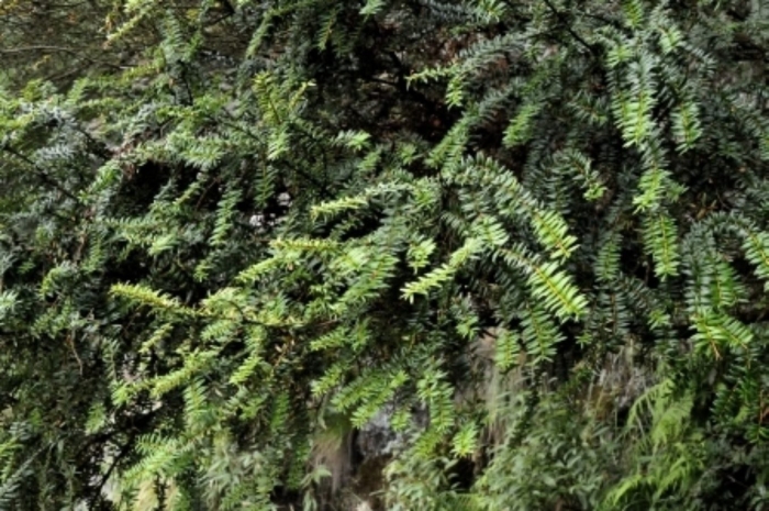 Taxus cuspidata amersfoort