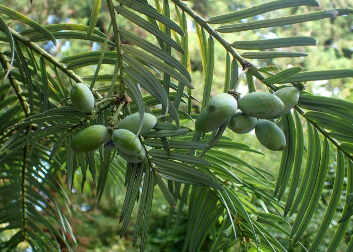 Cephalotaxus harringtonia