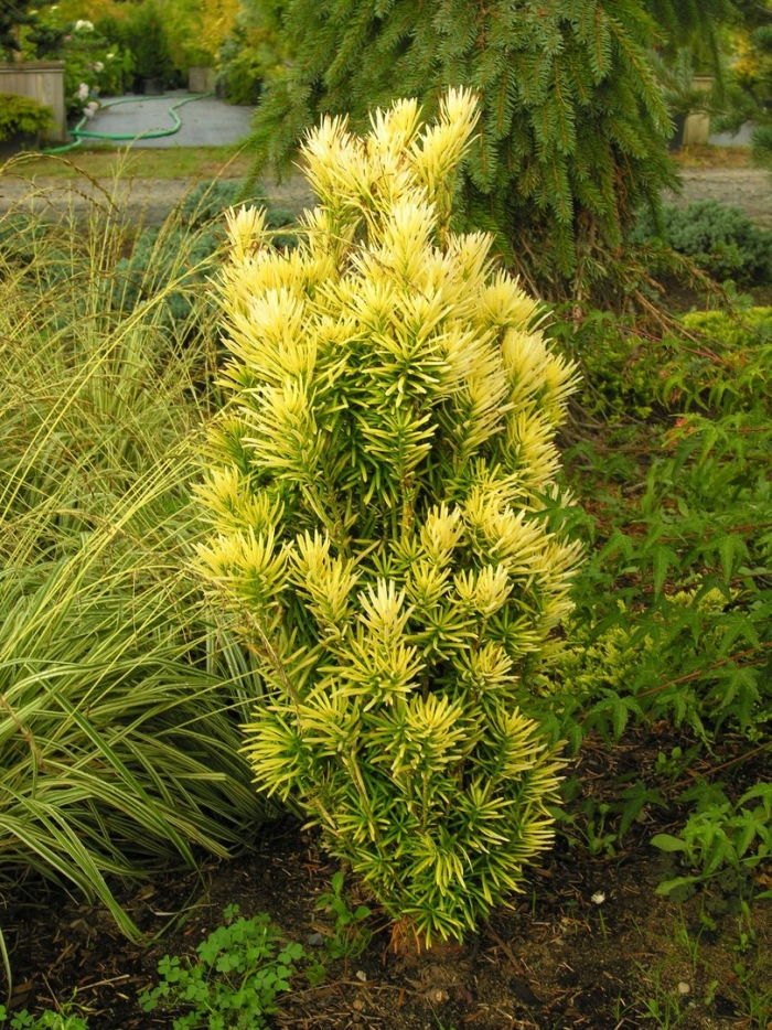 Taxus baccata fastigiata aurea