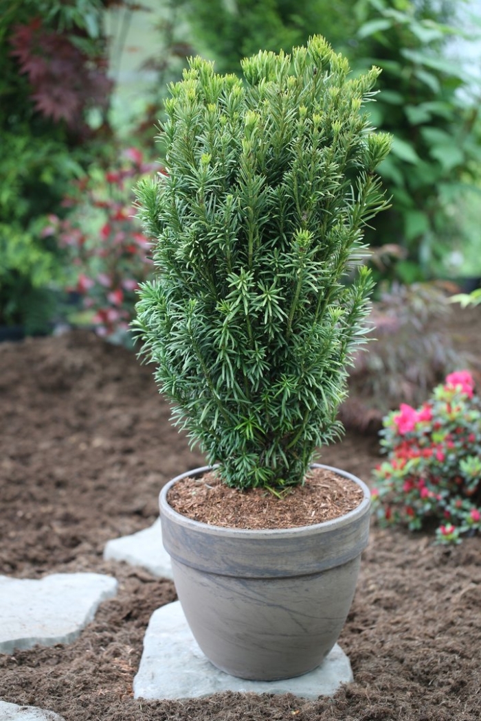 Головчатотисс харрингтона 'fastigiata'