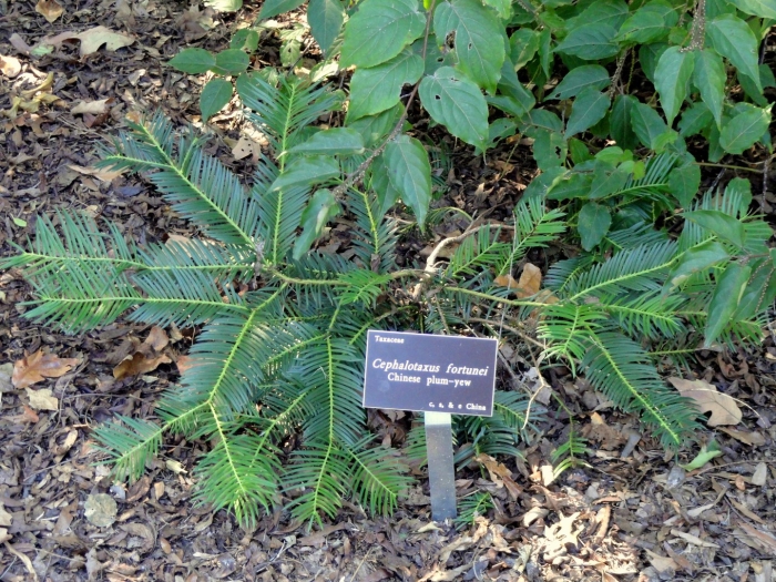 Cephalotaxus harringtonii