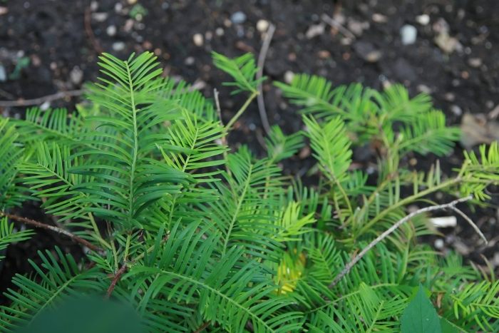 Cephalotaxus harringtonia