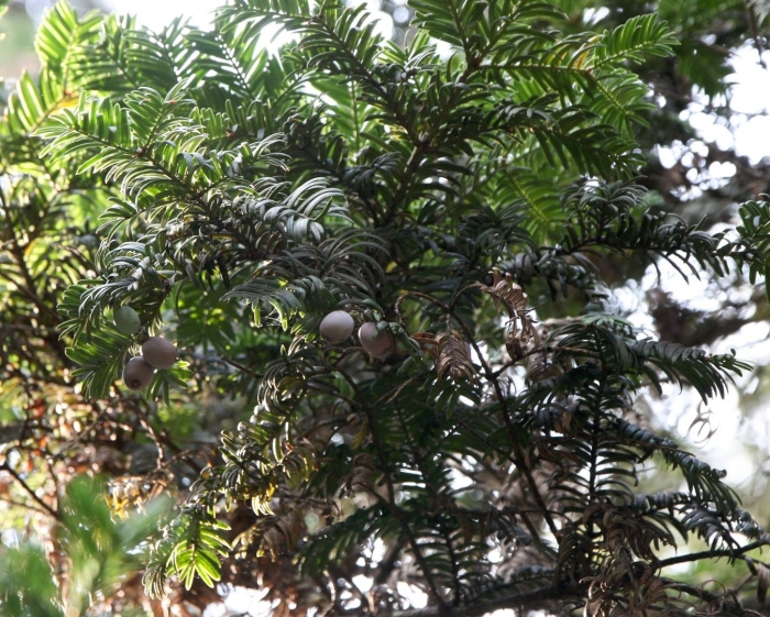 Cephalotaxus harringtonia