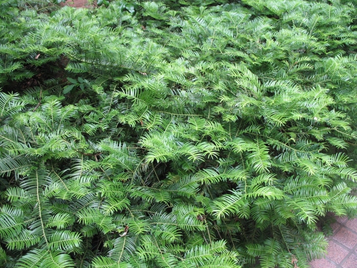 Taxus cuspidata