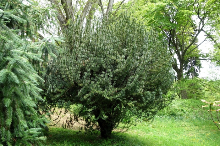 Phillyrea angustifolia