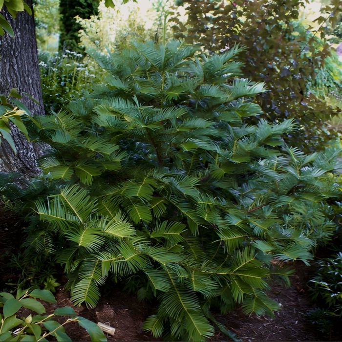 Воллемия благородная