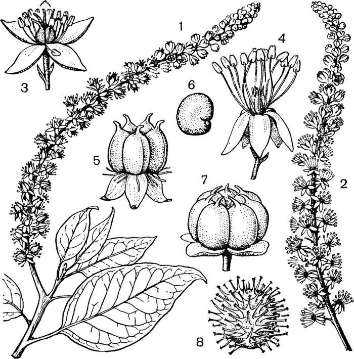 Лаконос ягодный